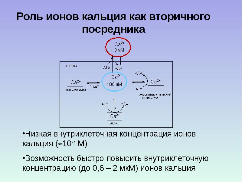 Наличие ионов. Роль ионов кальция. При образовании ионов, кальций:. Схема Иона кальция. Накопление ионов кальция.