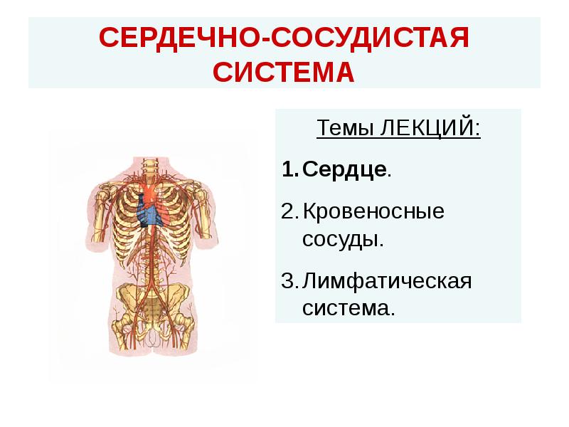 Сосудистая система презентация