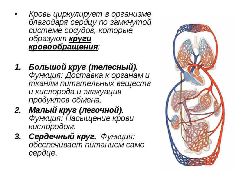 Сердечно сосудистая система презентация по анатомии