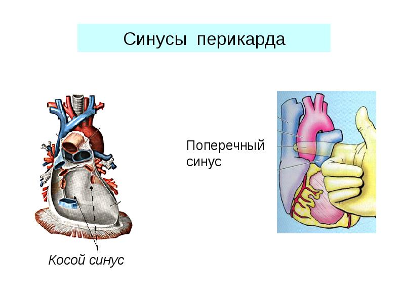 С чем сращена нижняя стенка перикарда