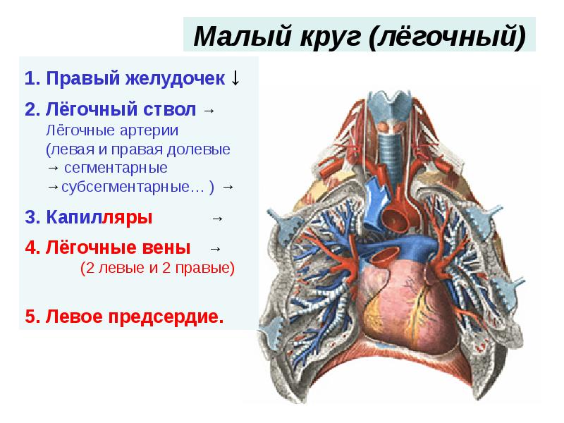 Сердечно сосудистая система фото