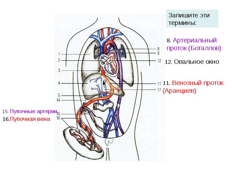 Сердечно сосудистая система фото