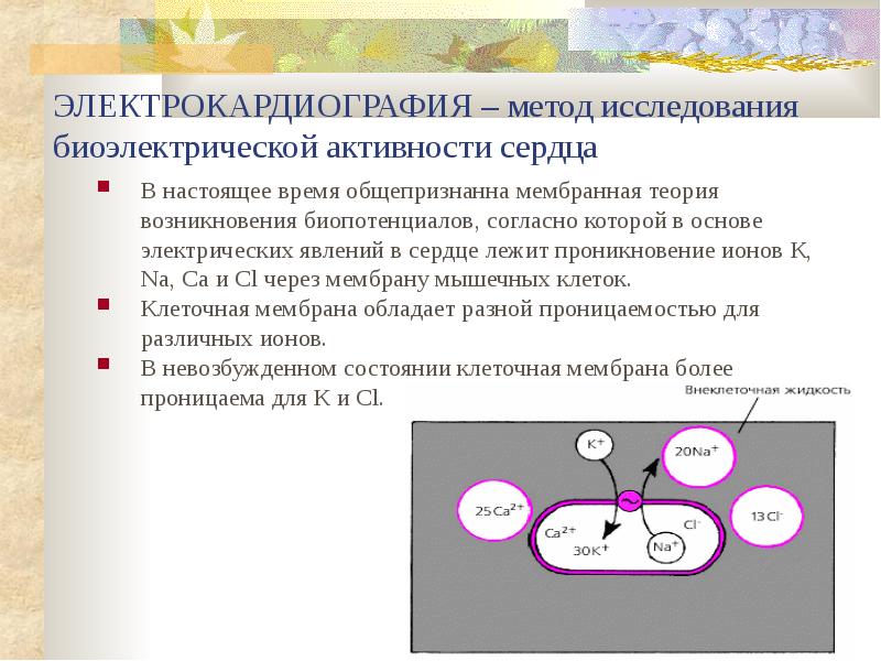 Электрические явления в сердце