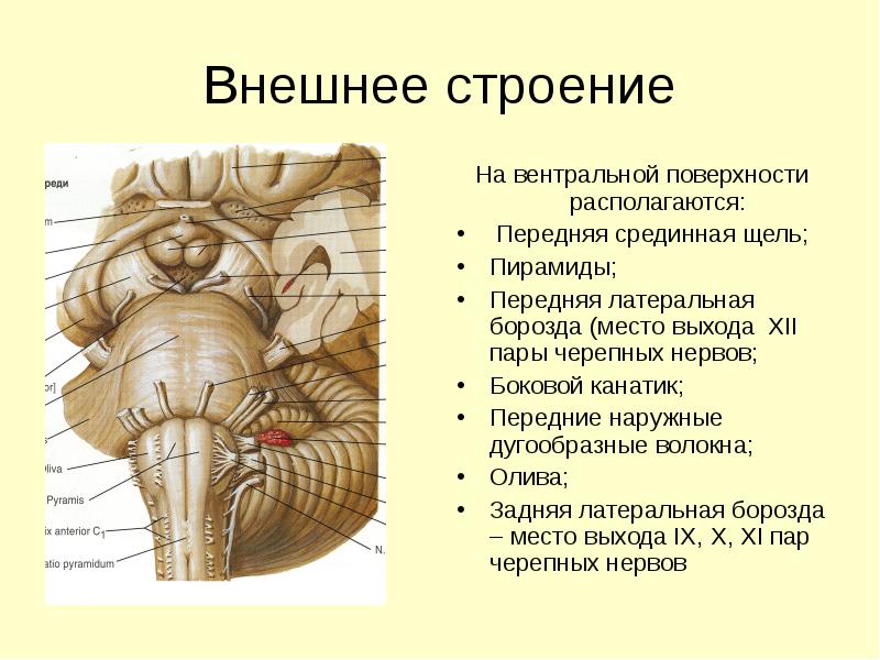Каким номером на рисунке обозначен продолговатый мозг. Вентральная поверхность продолговатого мозга анатомия. Перекрест пирамид продолговатого мозга. Задняя срединная борозда продолговатого мозга. Продолговатый мозг анатомия Синельников.