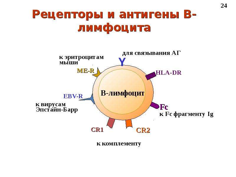 Лимфоциты структура. Строение т лимфоцитов и в лимфоцитов. Т лимфоциты строение клетки. B лимфоциты строение. Строение и функции рецепторов т и в лимфоцитов.