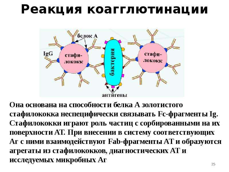 Иммунная система презентация