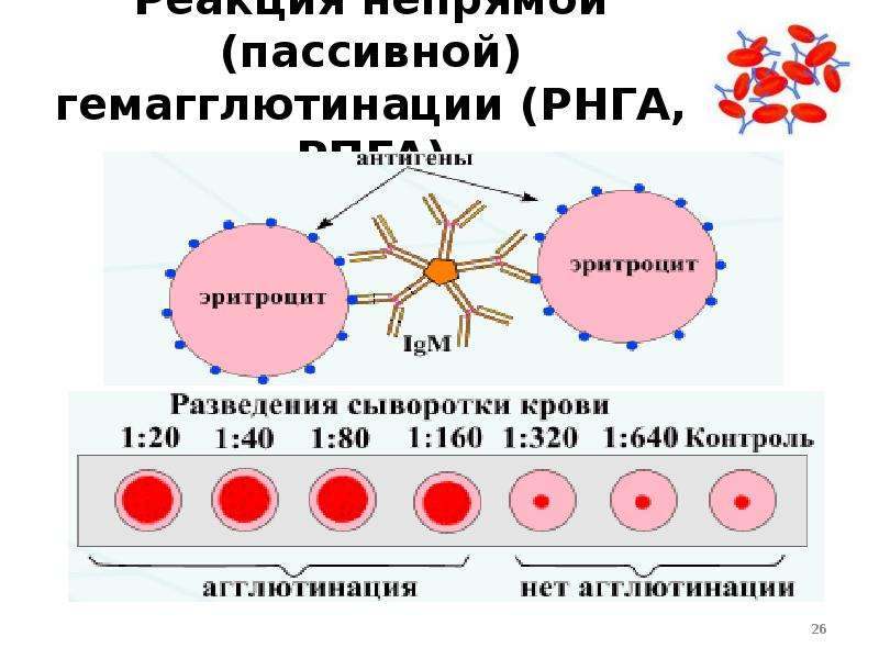 Реакция непрямой (пассивной) гемагглютинации (РНГА, РПГА). Реакция непрямой гемагглютинации (РНГА, РПГА). Реакция непрямой гемагглютинации компоненты. Положительный результат реакции непрямой гемагглютинации.