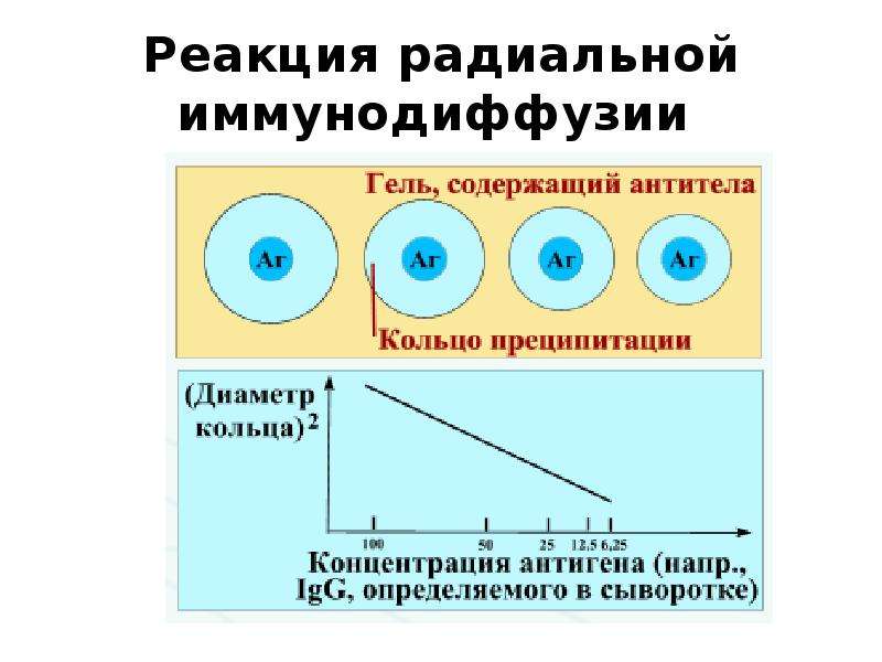 Радиальная иммунодиффузия по манчини презентация - 98 фото