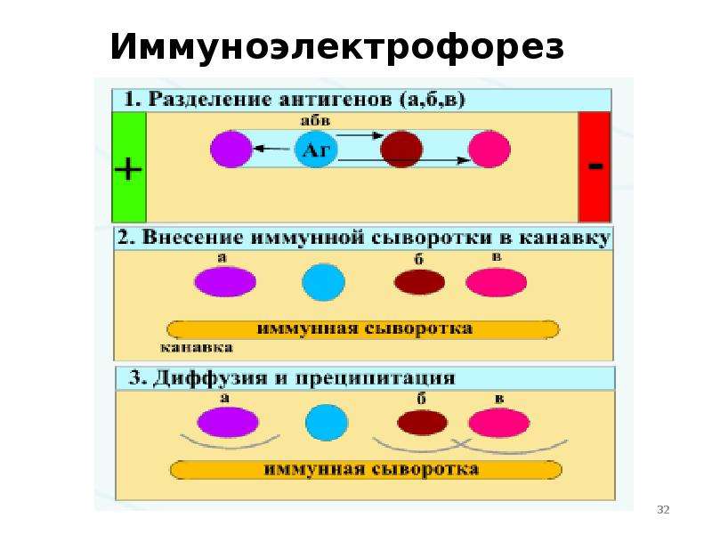 Иммунная система презентация