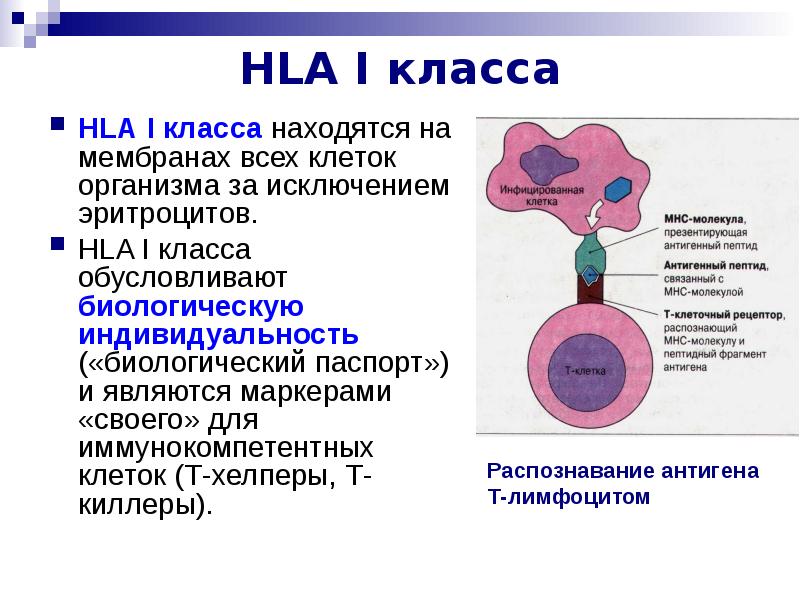 HLA I класса HLA I класса находятся на мембранах всех клеток организма за и...