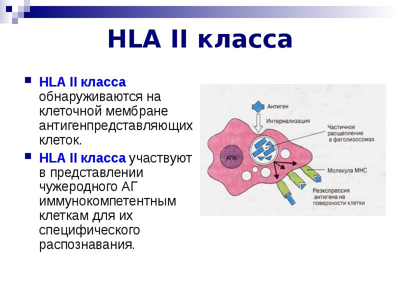 Механизм презентации антигена