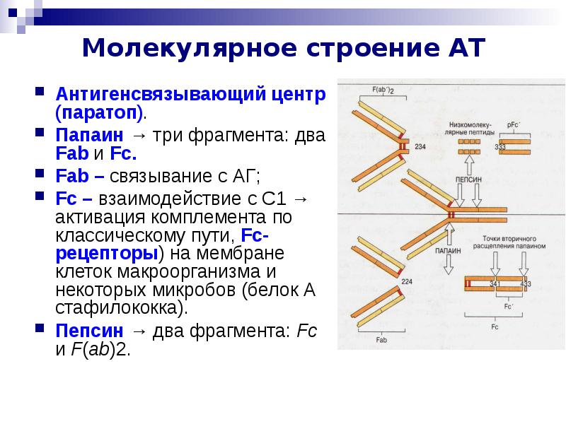 Три фрагмента. Паратоп антитела. Антигенсвязывающий центр (паратоп) антител:. Паратоп иммуноглобулина. Строение антитела паратоп.