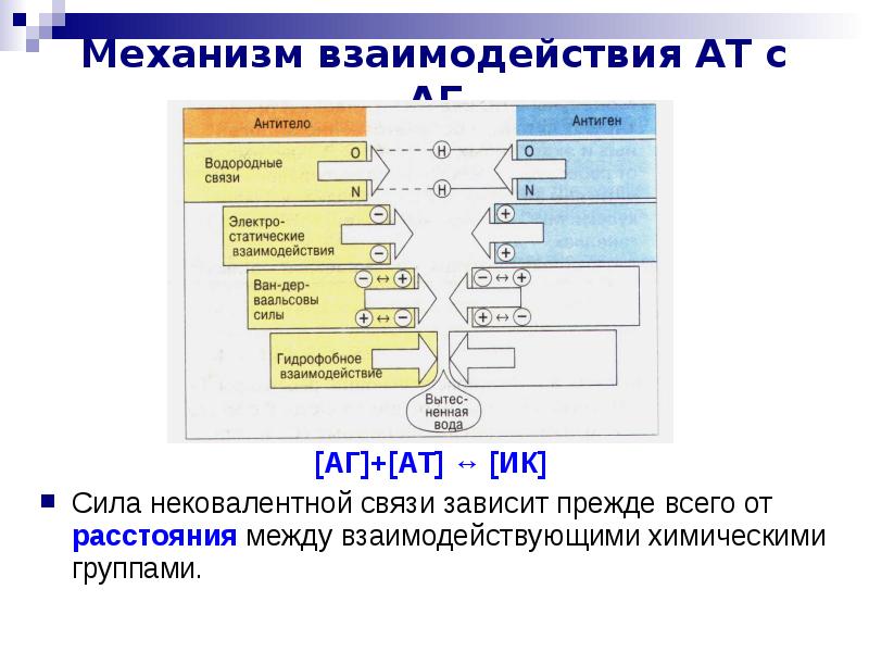 Род взаимодействия. Механизм взаимодействия антигена с антителом. Механизм взаимодействия АТ С АГ. Взаимосвязь механизм. Фазы взаимодействия АГ С АТ.