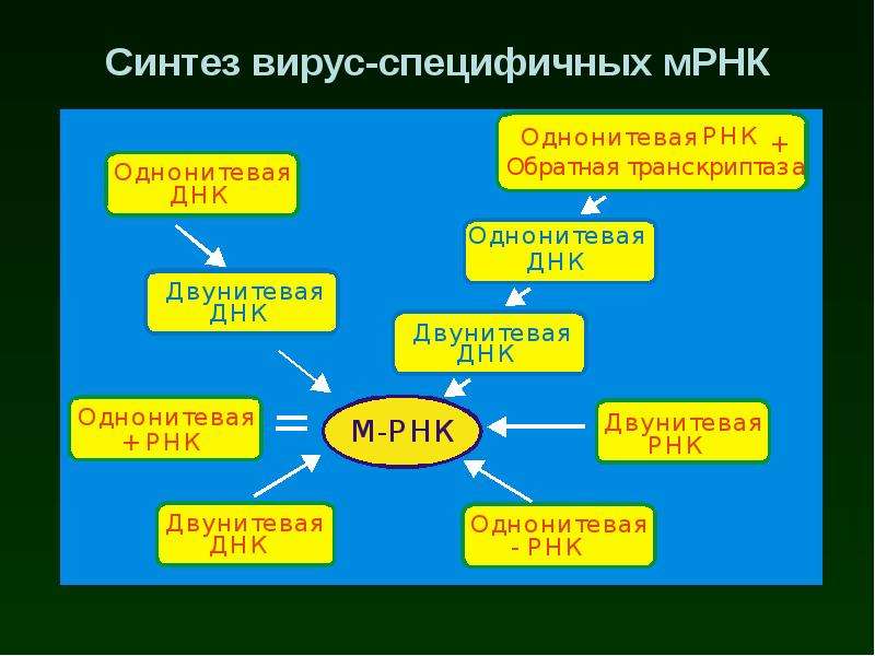 Синтез вирусного. Синтез вируса. Синтез вирусных ДНК осуществляется. Факторы вирусного патогенеза перечислить вирусология.