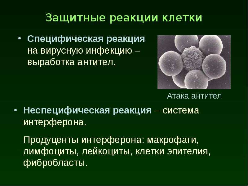 Специфические клетки. Реакция клетки на вирусную инфекцию. Реакция клетки на вирусную инфекцию кратко. Типы взаимодействия и реакция клетки на вирусную инфекцию. Клеточные специфические клетки.