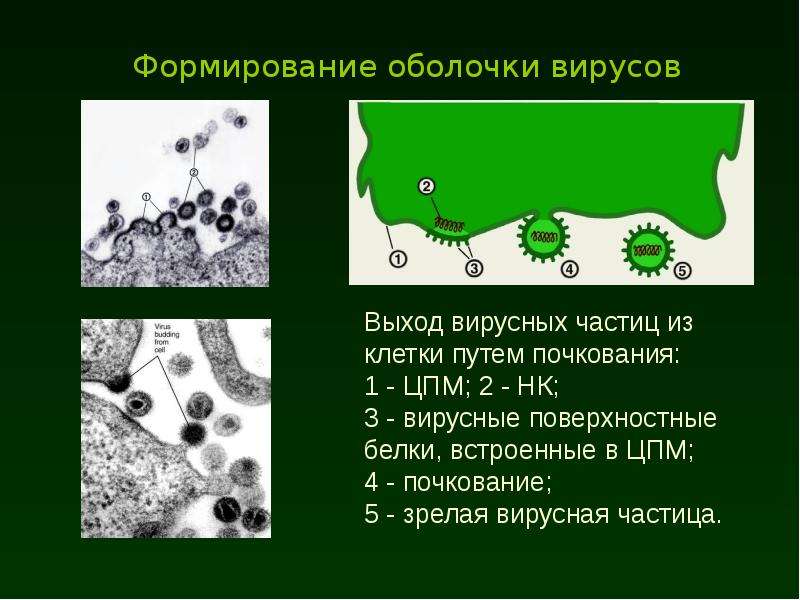 Формирование оболочек. Почкование вирусов. Выход вирусных частиц из клетки. Выход вируса из клетки путем почкования. Выход вириона путем почкования..