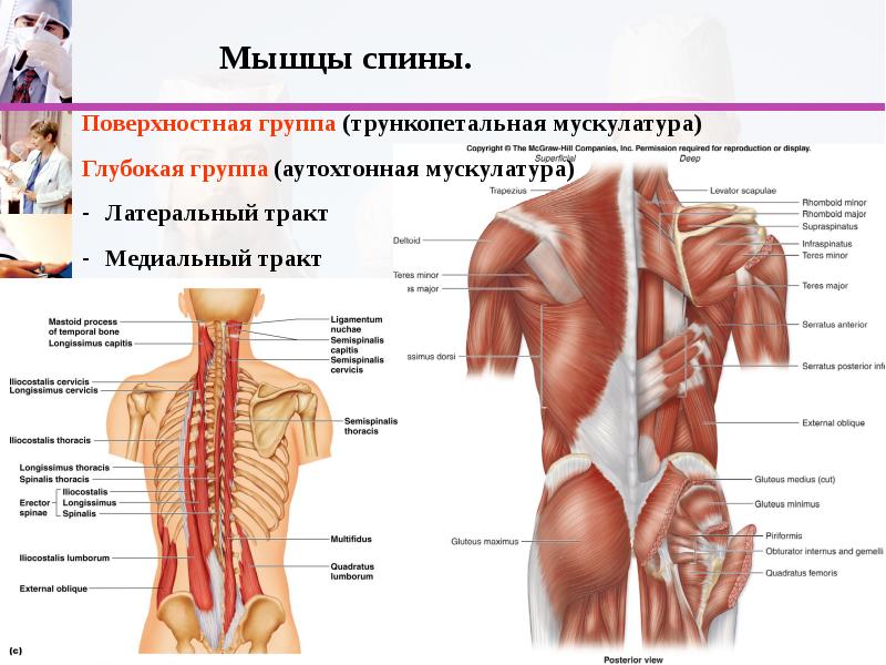 Мышцы спины анатомия фото