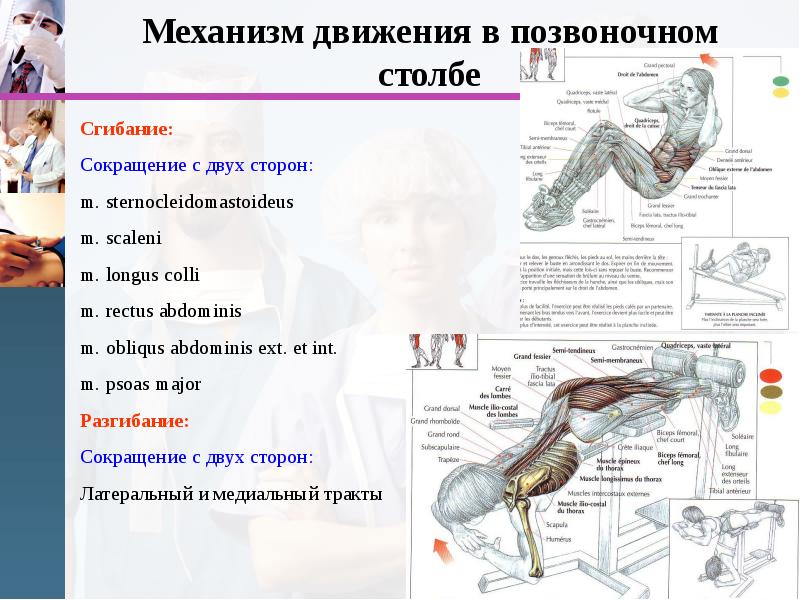 Движение позвоночного столба мышцы. Механизм движения позвоночника. Механизм движения позвонков.. Движения в позвоночном столбе. Мышцы выполняющие сгибание позвоночника.