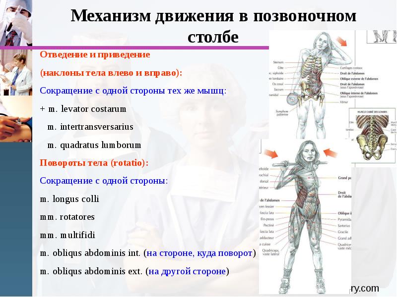 Движение позвоночного столба мышцы. Отведение и приведение позвоночного столба. Движения в позвоночном столбе. Мышцы осуществляющие движения позвоночного столба. Движения в позвоночном столбе приведение.