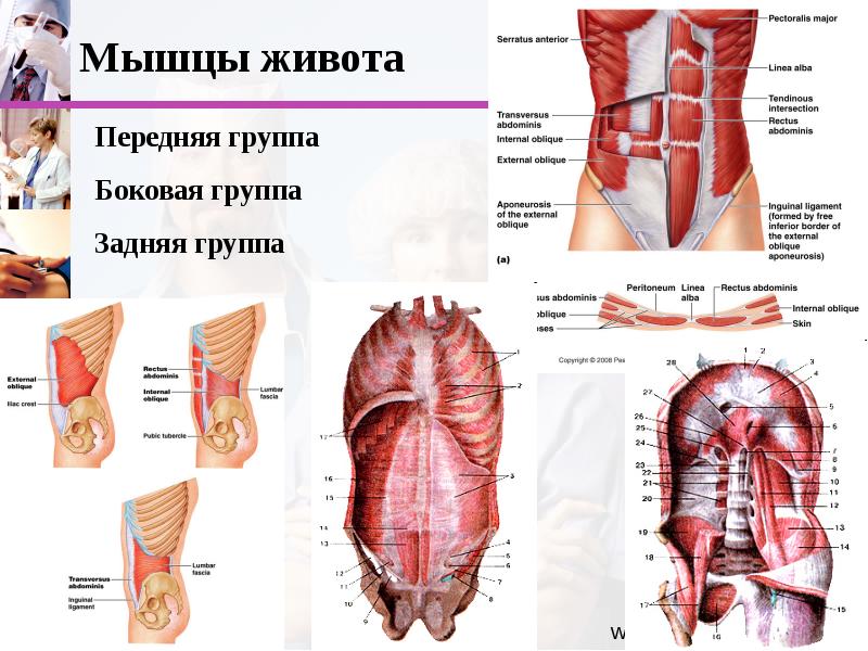 Мышцы живота рисунок анатомия