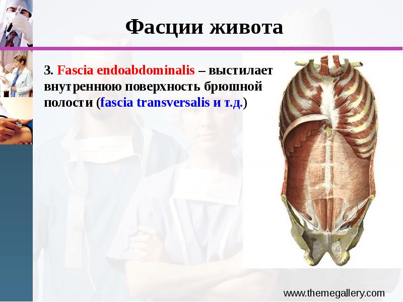 Фасция это. Фасции живота. Мышцы фасции и топография спины. Фасции брюшной полости. Фасции живота анатомия.