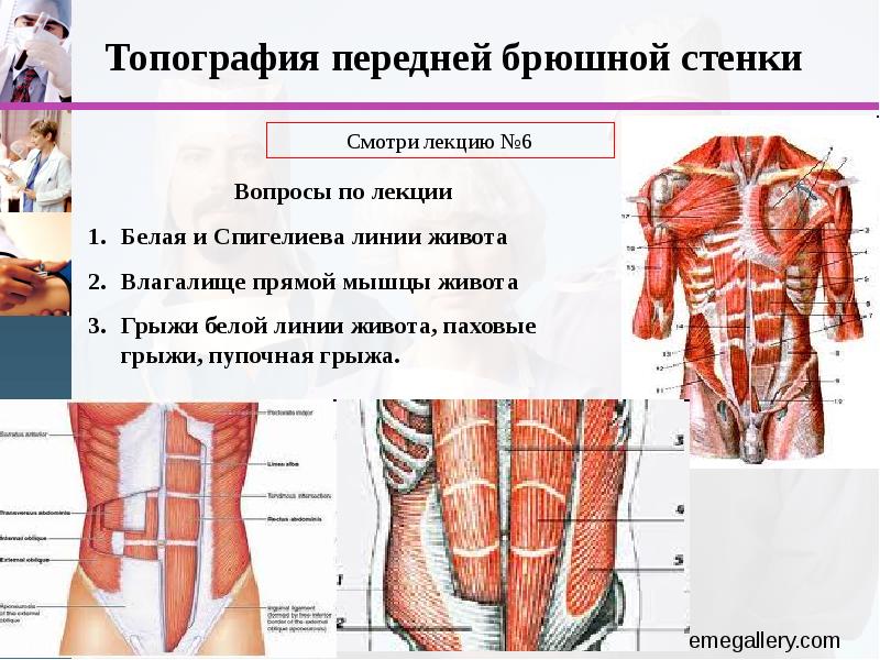 Области брюшной стенки живота. Мышцы брюшной стенки топографическая анатомия. Мышцы брюшной стенки человека анатомия. Слои брюшной стенки топографическая анатомия. Мышцы передней брюшной стенки послойно.