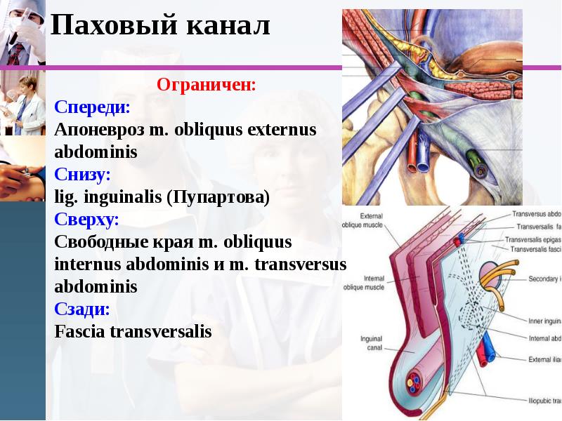 Анатомия человека презентация