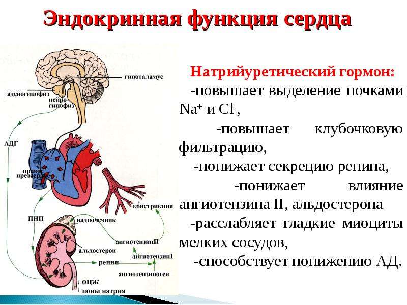 Какая система органов регулирует гормоны. Эндокринная система сердца. Эндокринная секреция клеток сердца. Гормоны эндокринных клеток сердца. Эндокринная функция сердца гормон.