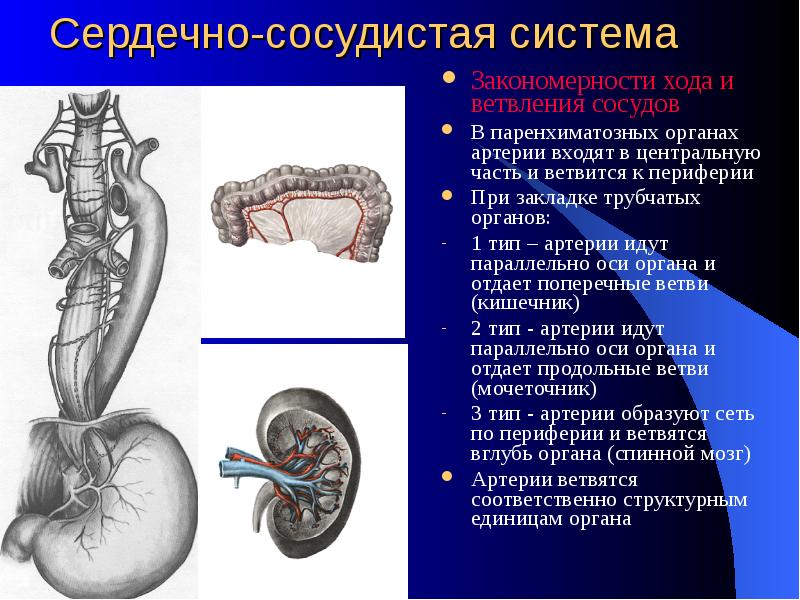 Закономерности ветвления сосудов зависят от плана строения органа