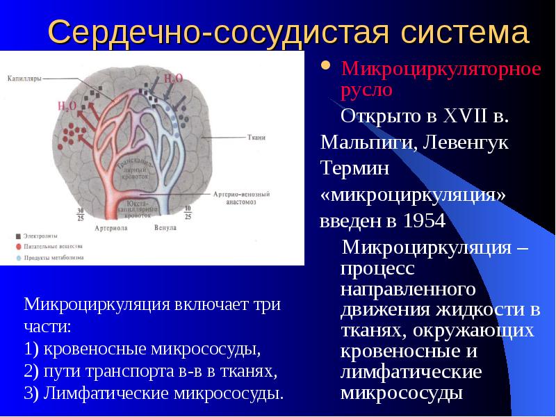 Проницаемость стенок лимфатических капилляров по сравнению с проницаемостью кровеносных капилляров