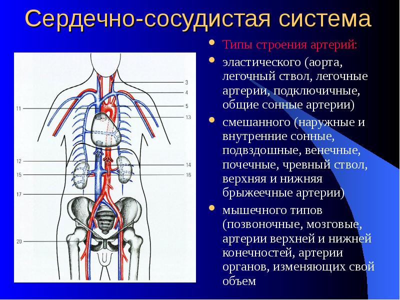 Сердечно сосудистая система кратко презентация