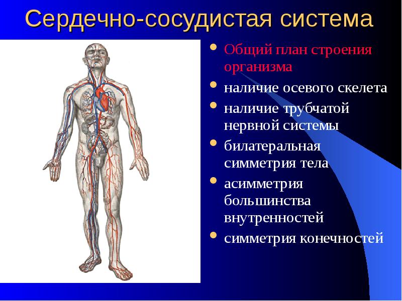 Общий план строения сердечно сосудистой системы