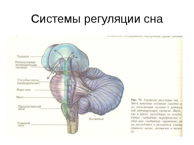 Анатомия сна. .Ядри ретикулярная формация анатомия. Ядра промежуточного мозга мозга. Ядро шва средний мозг. Системы регуляции сна.