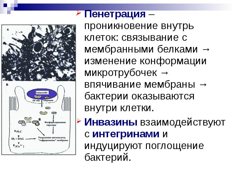 Пенитрация или пенетрация это. Факторы пенетрации бактерий. Пенетрация микробиология. Впячивания мембраны у бактерий.