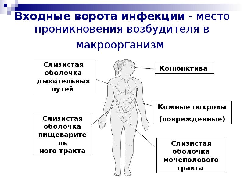 Роль макроорганизма в инфекционном процессе