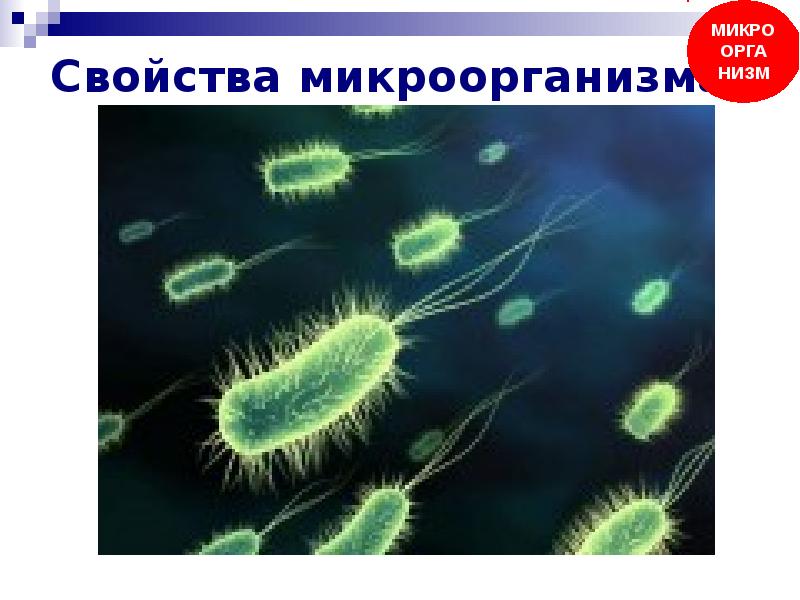 Биологические свойства бактерий. Свойства микроорганизмов. Характеристика бактерий. Биологические свойства микробов формирующих хроническую инфекцию. Свойство микроба вызывать инфекционный процесс.