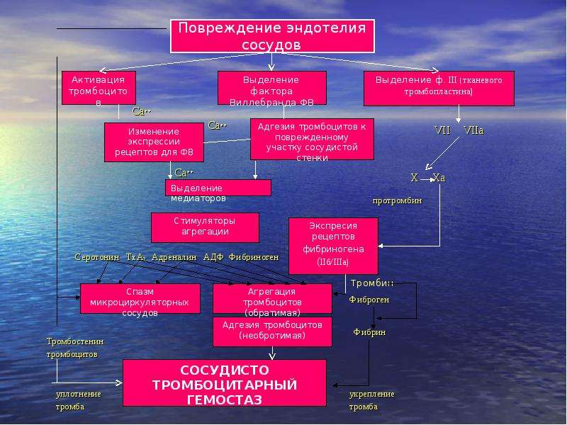 Механизм тромборезистентности сосудистой стенки