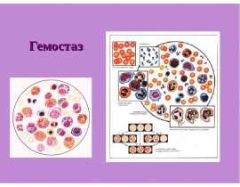 гемостаз