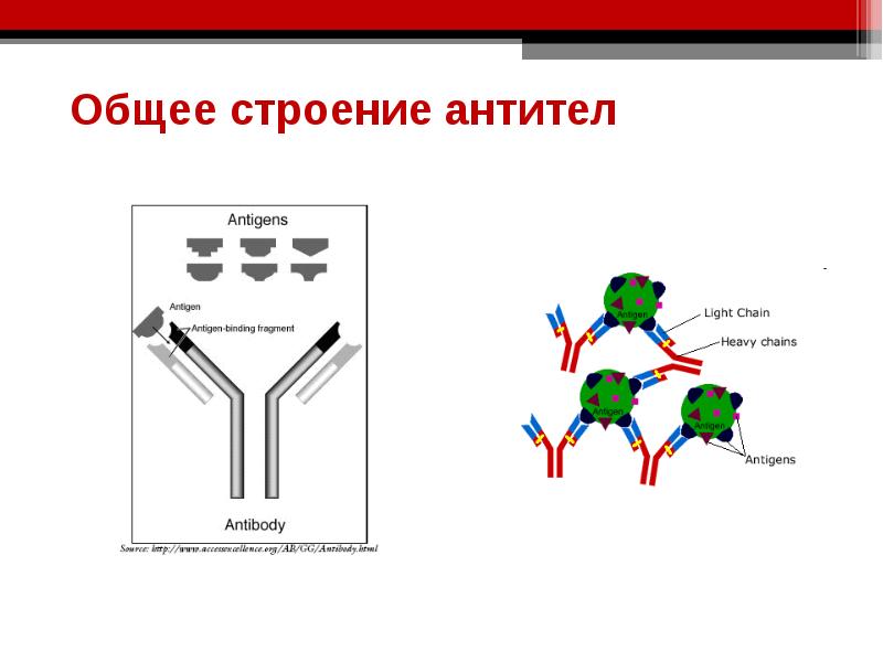 Строение антитела схема