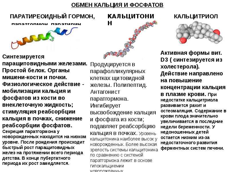 Паратгормон повышен