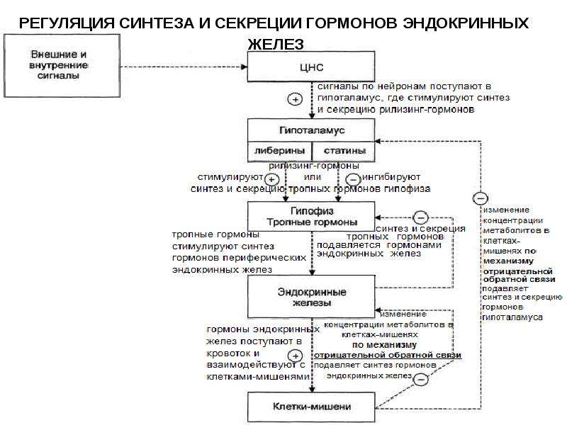 Система регуляции. Основные системы регуляции метаболизма и межклеточной коммуникации. Системы регуляции растений. Общие механизмы регуляции обменных процессов. Гормоны и межклеточная регуляция обмена веществ.