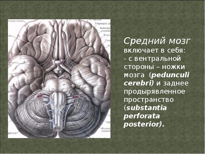 Мозги на ножках. Заднее/переднее продырявленное вещество substantia perforata posterior/anterior. Pedunculi Cerebri среднего мозга. Средний мозг заднее продырявленное вещество. Средний мозг с вентральной стороны.