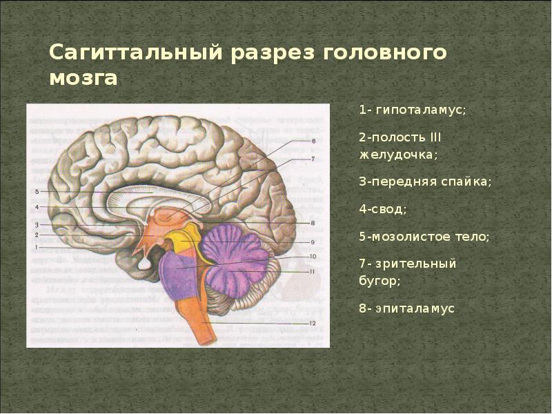 Укажите названия головного мозга. Сагиттальный разрез головного мозга человека. Строение головного мозга Сагиттальный разрез. Сагиттальный срез конечного мозга. Строение мозга на сагиттальном срезе.