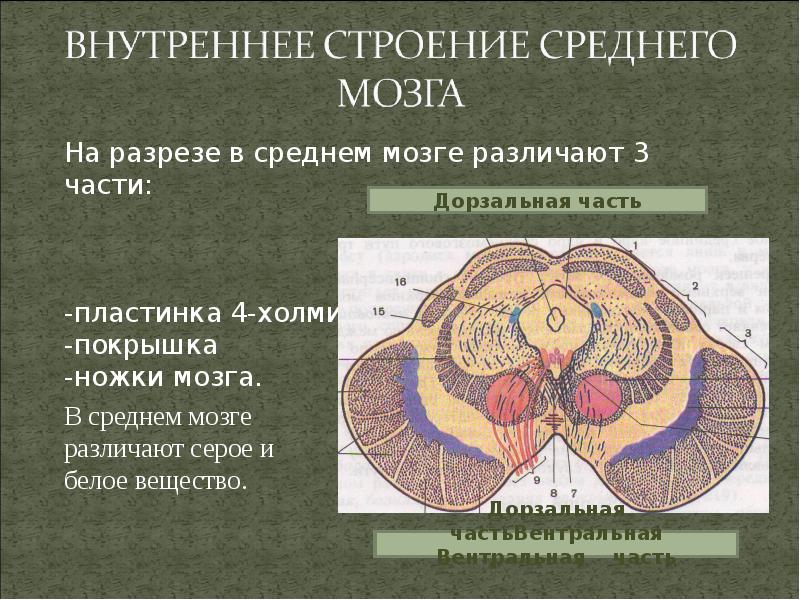 Средний мозг презентация