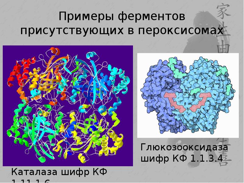 Ферменты фото для презентации