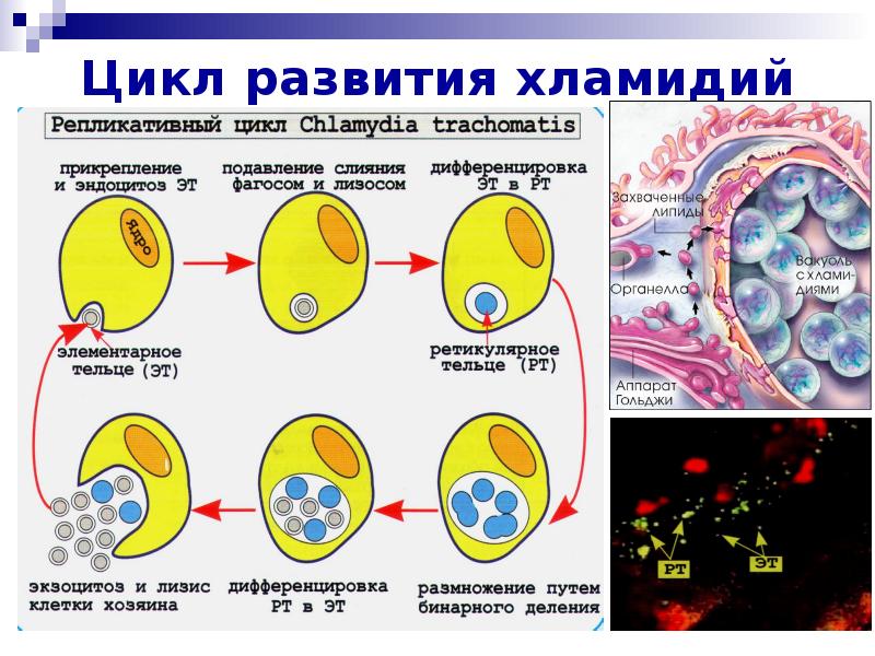 Элементарные тельца хламидий