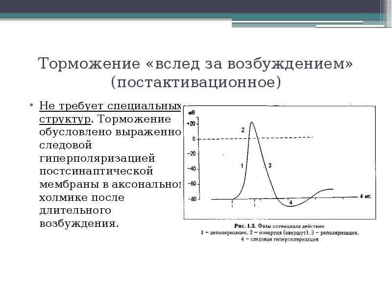 Образец возбуждения. Постактивационное торможение. Торможение вслед за возбуждением. Торможение вслед за возбуждением схема. Торможение вслед за возбуждением в ЦНС.