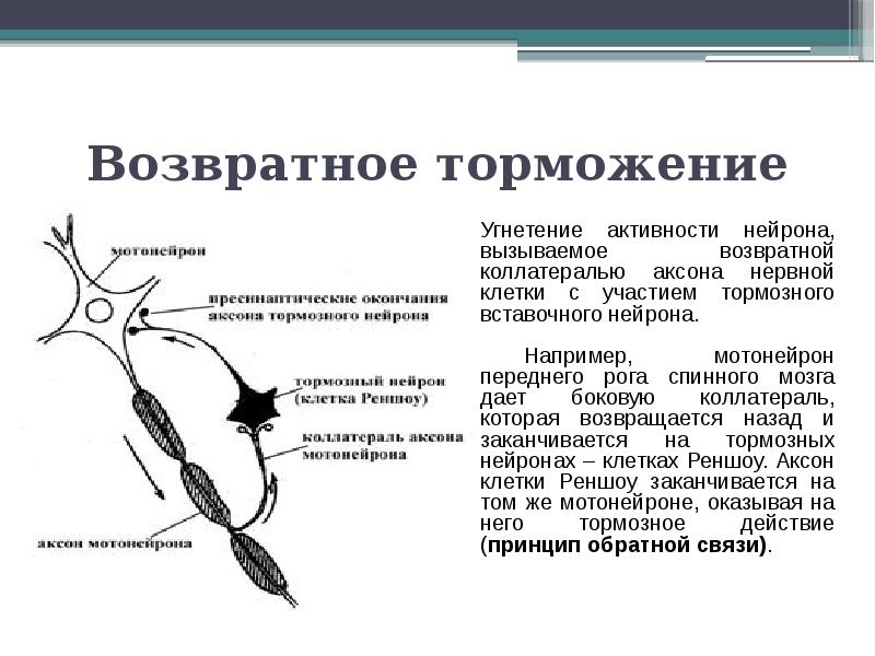 Возбуждение нейрона. Возвратное постсинаптическое торможение схема. Возвратное торможение физиология. Возвратное постсинаптическое торможение в ЦНС. Возвратное торможение физиология механизм.