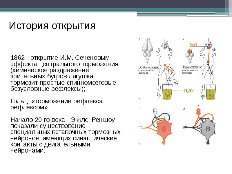 Схема нейрофизиологического механизма сеченовского торможения