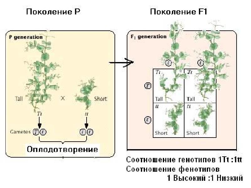 Определи генотип исследуемой особи. ООП гибридное наследование картинки. 1 Особь гибридного поколения.